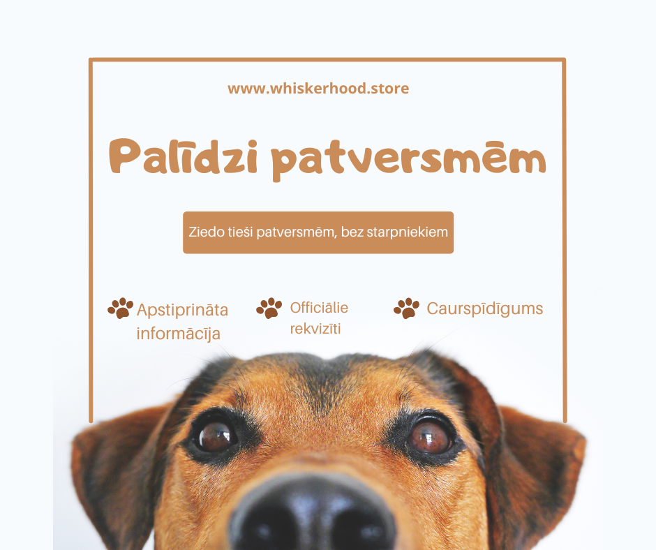 Why We Are Collecting Information About Animal Shelters in Latvia