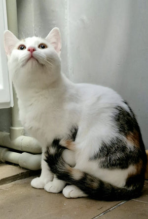 White and brown cat sitting on a tiled floor with pipes in the background