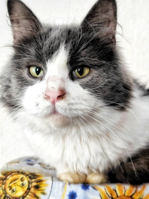 Cat with gray and white fur sitting on a decorative plate