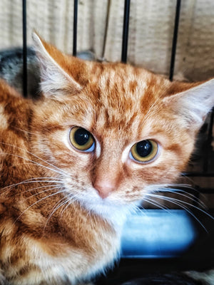 Close-up of a ginger cat with a blue object in a cage.