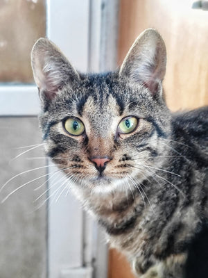Cat with green eyes looking directly at the camera indoors