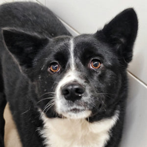 Black and white dog with a white stripe on its face looking directly at the camera.