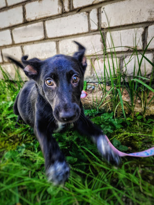 Black dog on a leash in a grassy area with a brick wall in the background